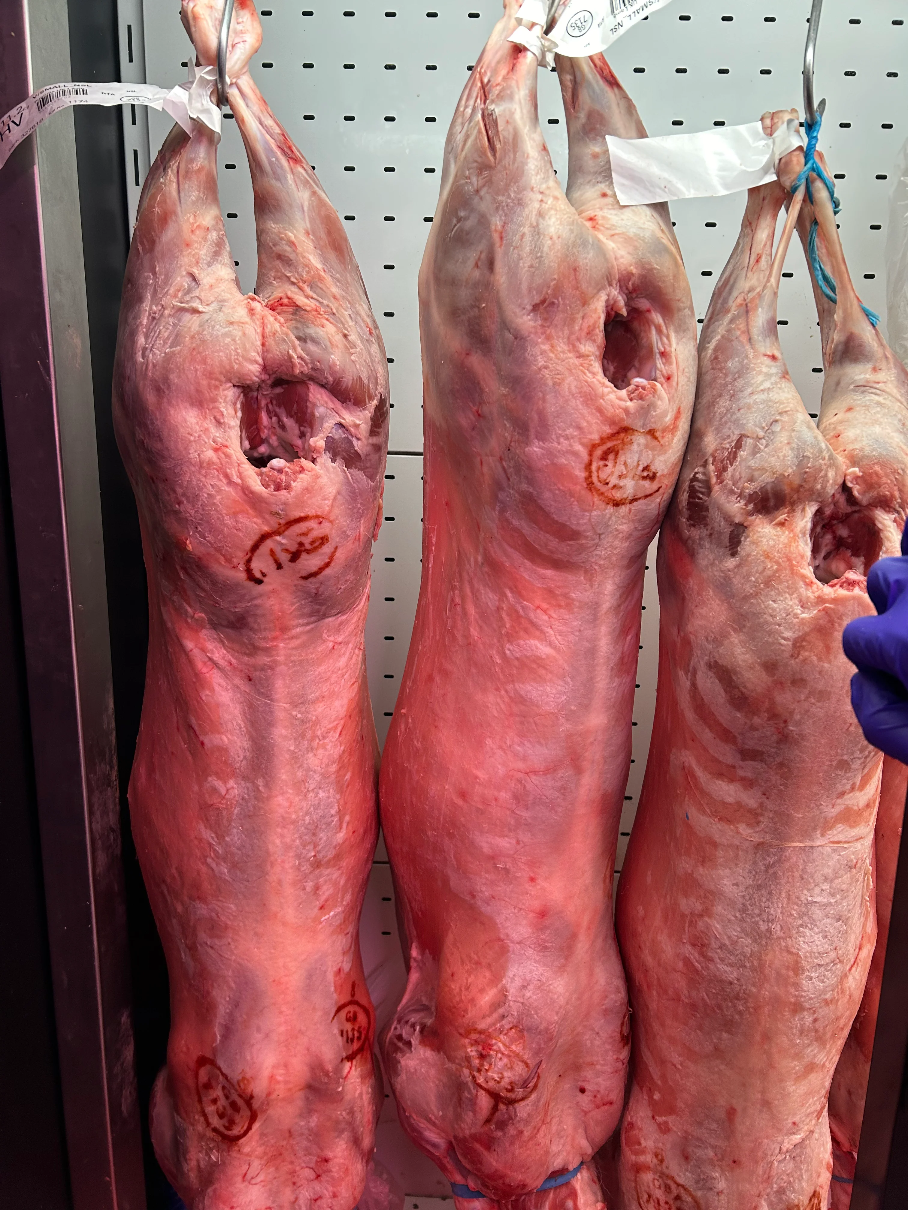 Lamb - Tender Lamb Chops